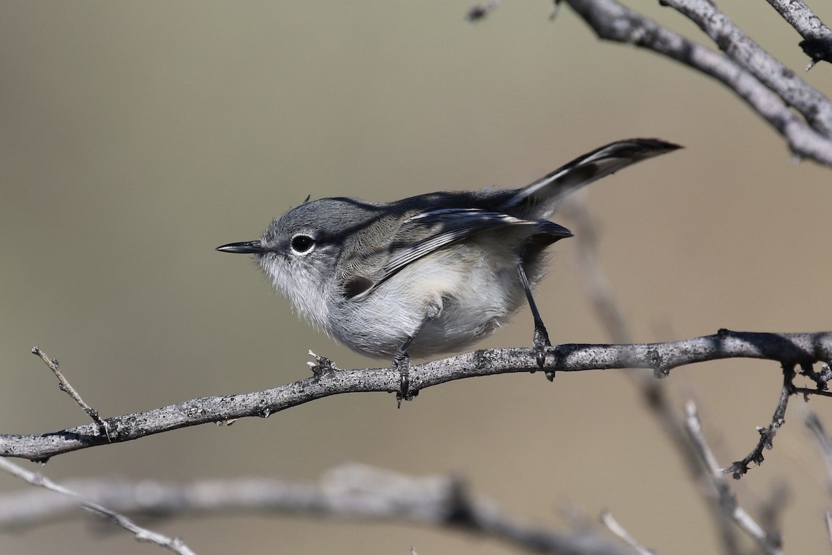 Black-tailed Gnatcatcher - ML127769271