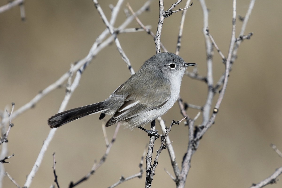 Black-tailed Gnatcatcher - Russ Morgan