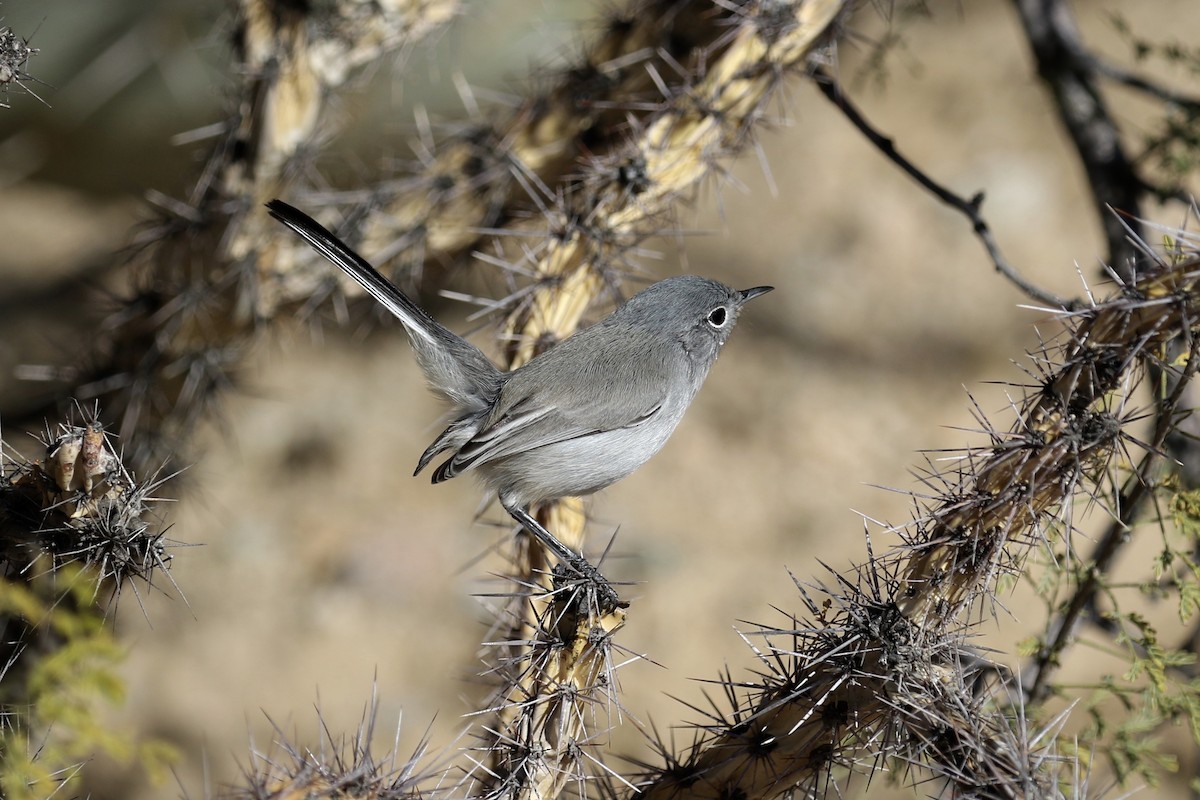 Black-tailed Gnatcatcher - ML127769371