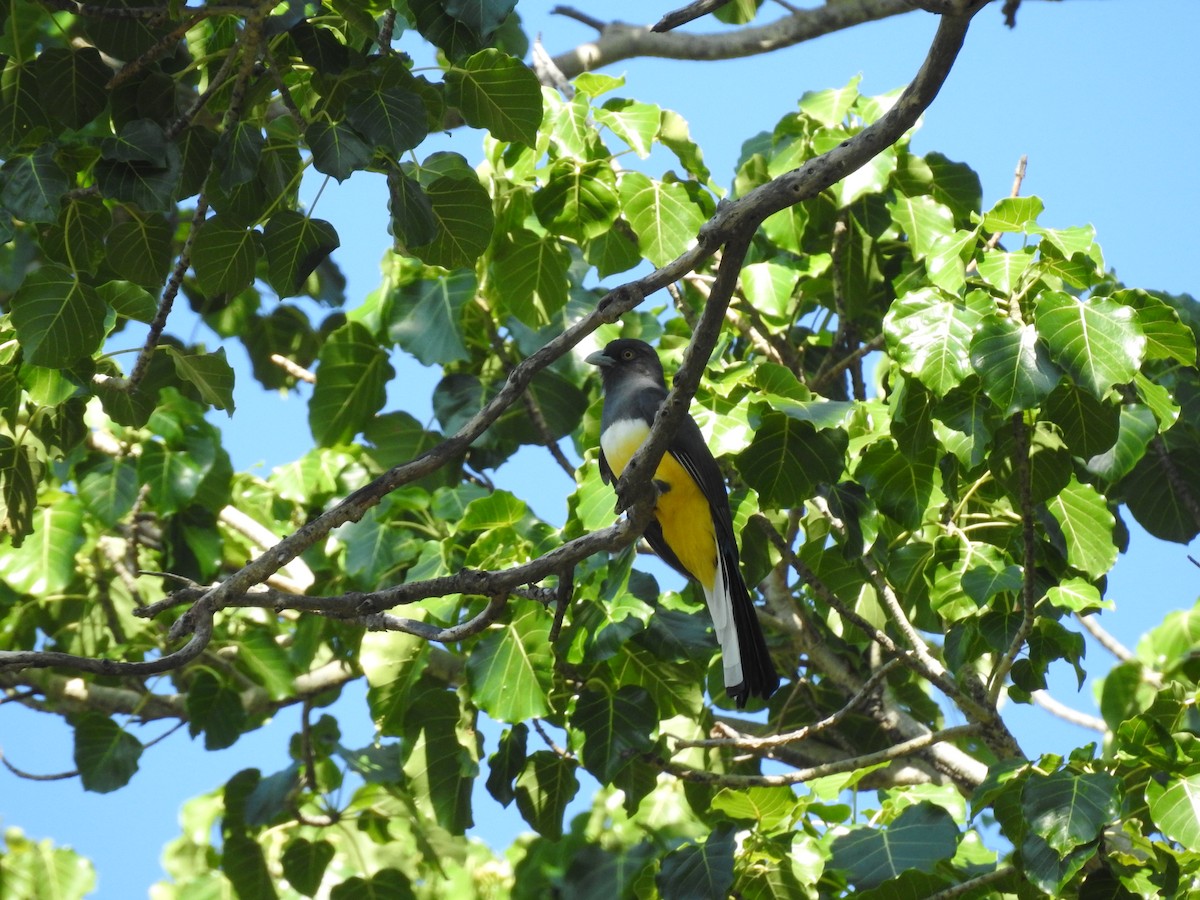 Citreoline Trogon - Angela Soto