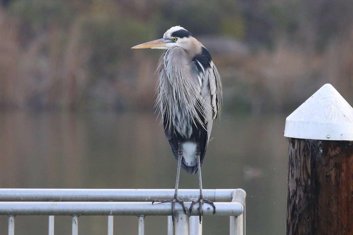 Great Blue Heron - ML127770201