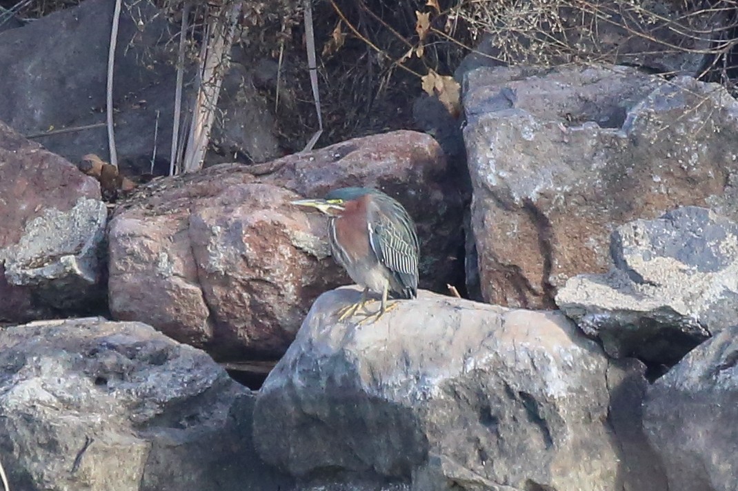 Green Heron - ML127770361