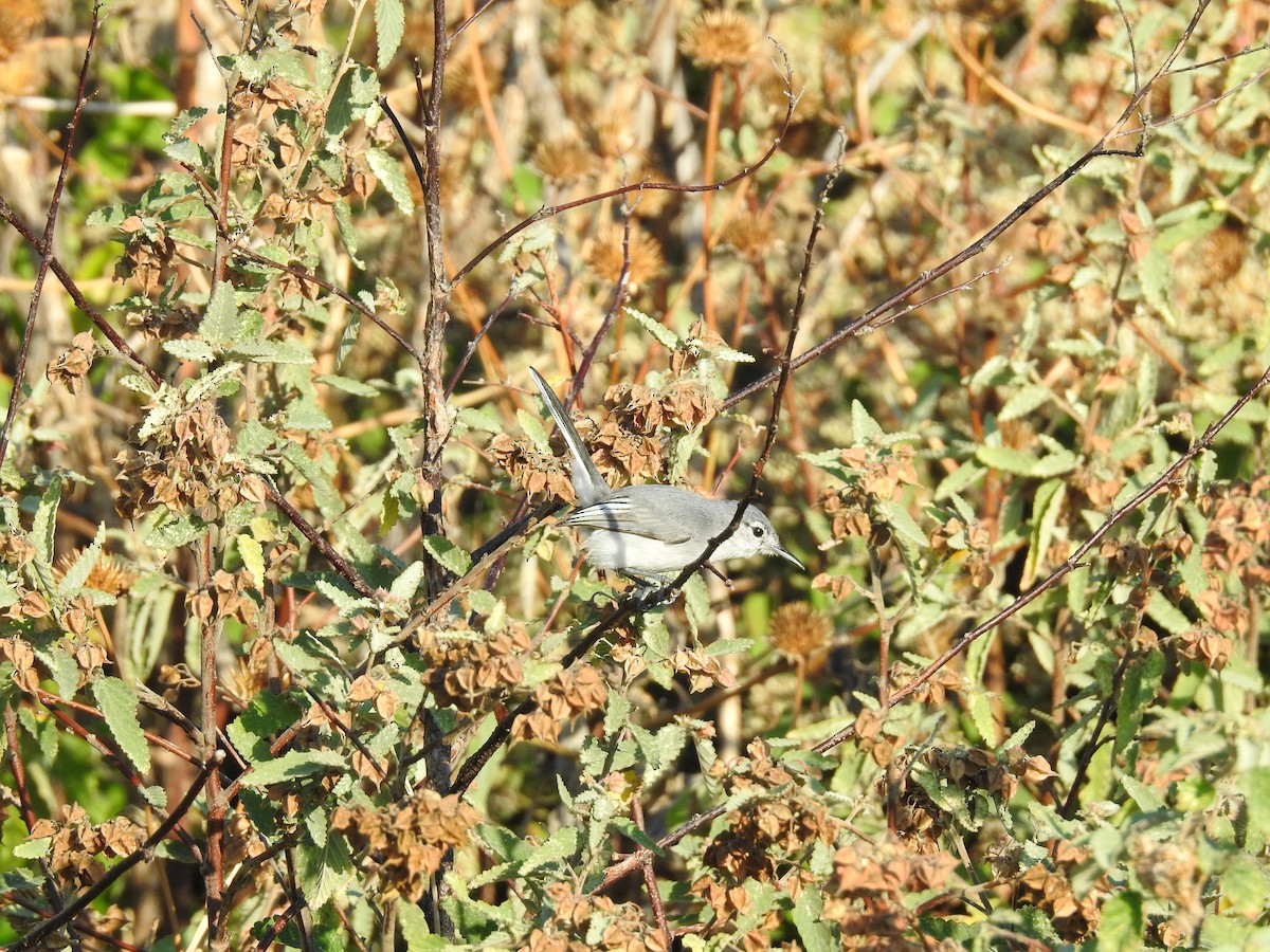 White-lored Gnatcatcher - ML127770551