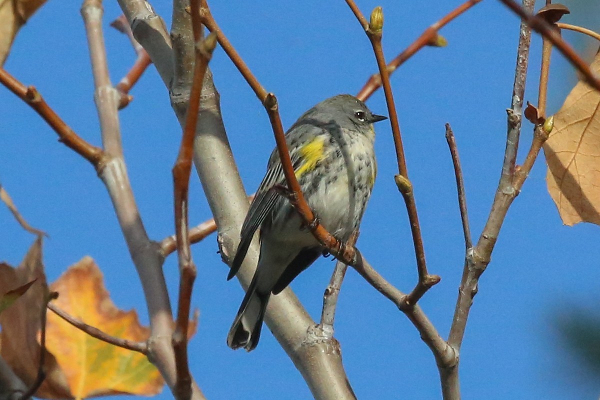 Kronenwaldsänger (Audubonwaldsänger) - ML127770821