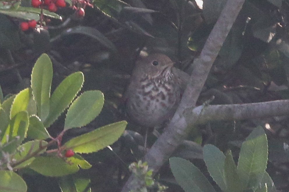 Hermit Thrush - ML127770871