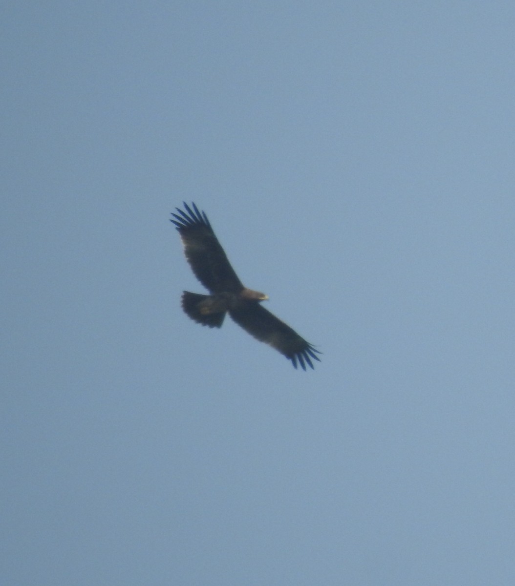 Greater Spotted Eagle - Arun Gopi