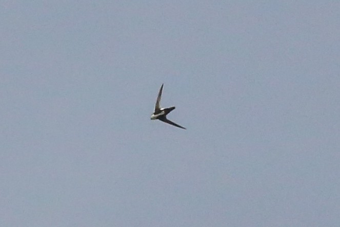 White-throated Swift - Barry Langdon-Lassagne