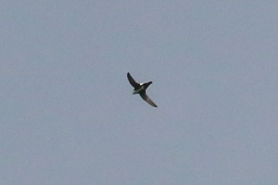 White-throated Swift - Barry Langdon-Lassagne