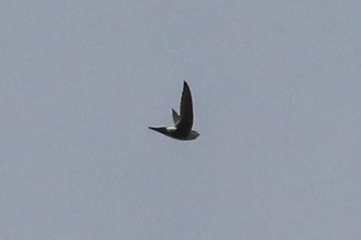 White-throated Swift - ML127771621