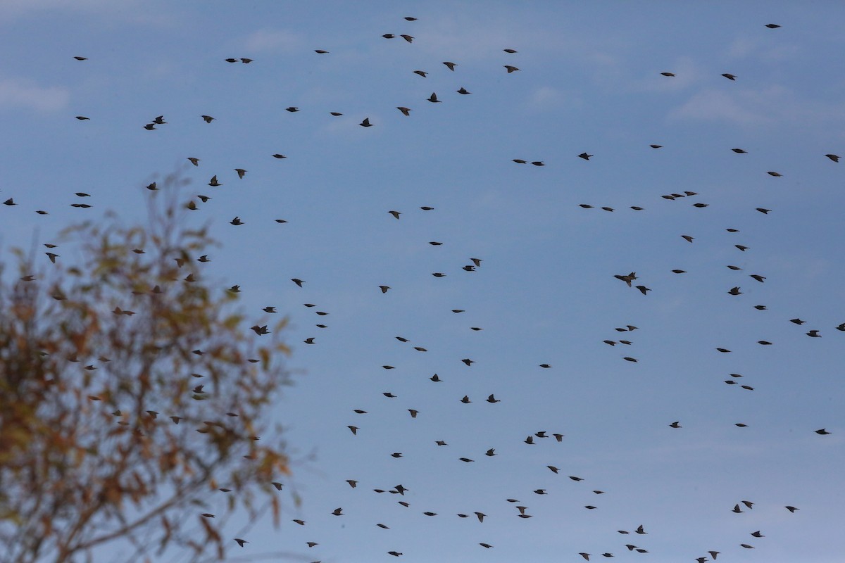 European Starling - ML127771791