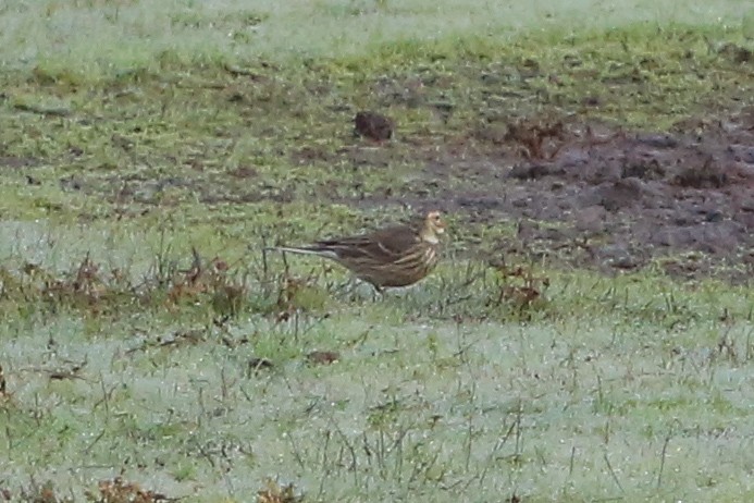 American Pipit - ML127771841