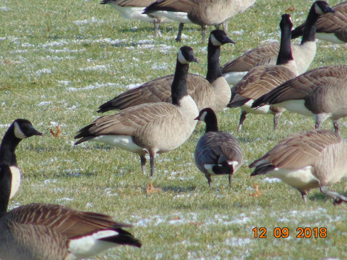 Cackling Goose - ML127773271
