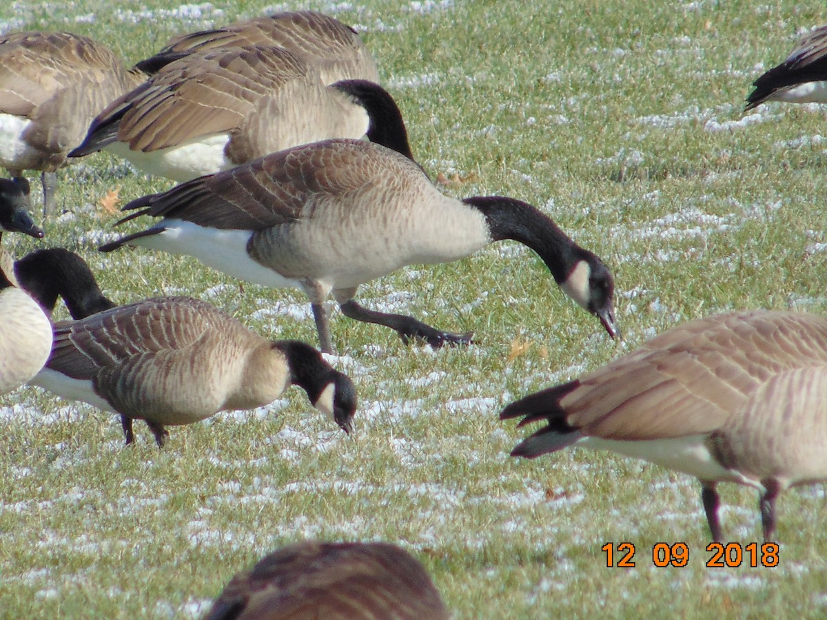 Cackling Goose - ML127773281