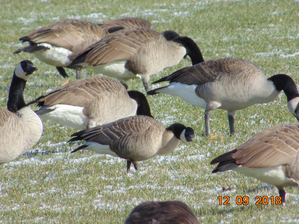 Cackling Goose - ML127773291