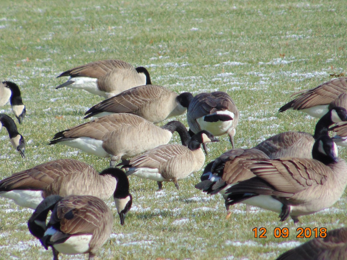 Cackling Goose - ML127773301
