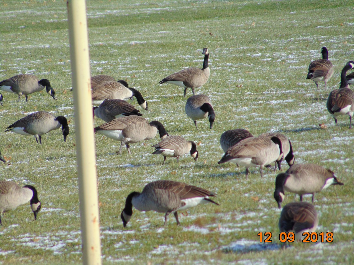 Cackling Goose - ML127773311