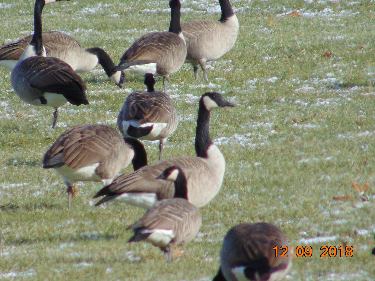 Cackling Goose - ML127773321