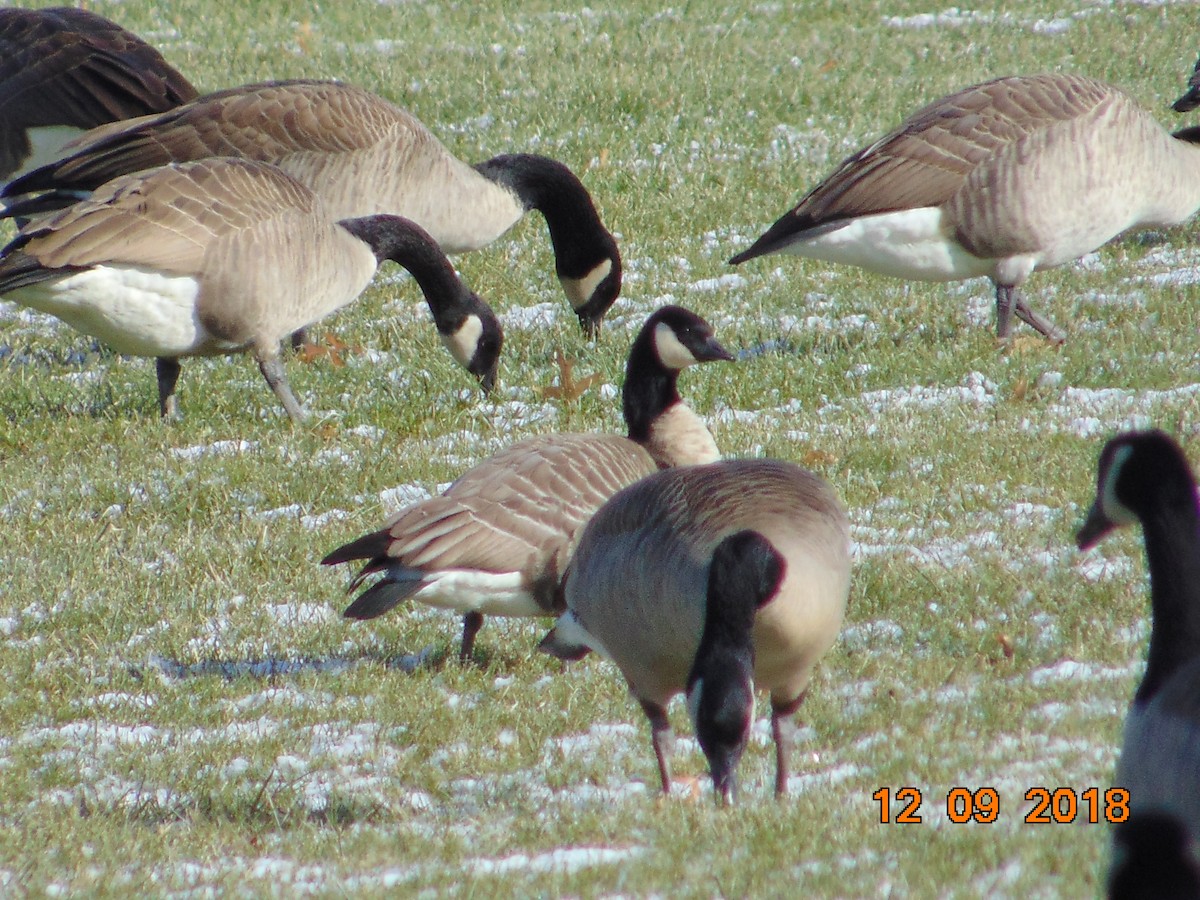 Cackling Goose - ML127773391