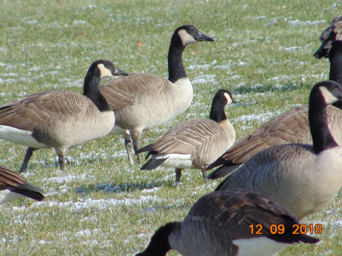 Cackling Goose - ML127773401