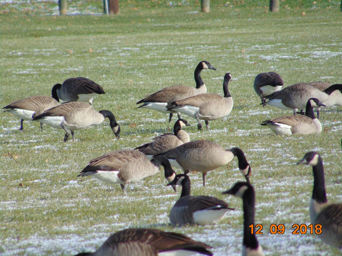 Cackling Goose - ML127773411