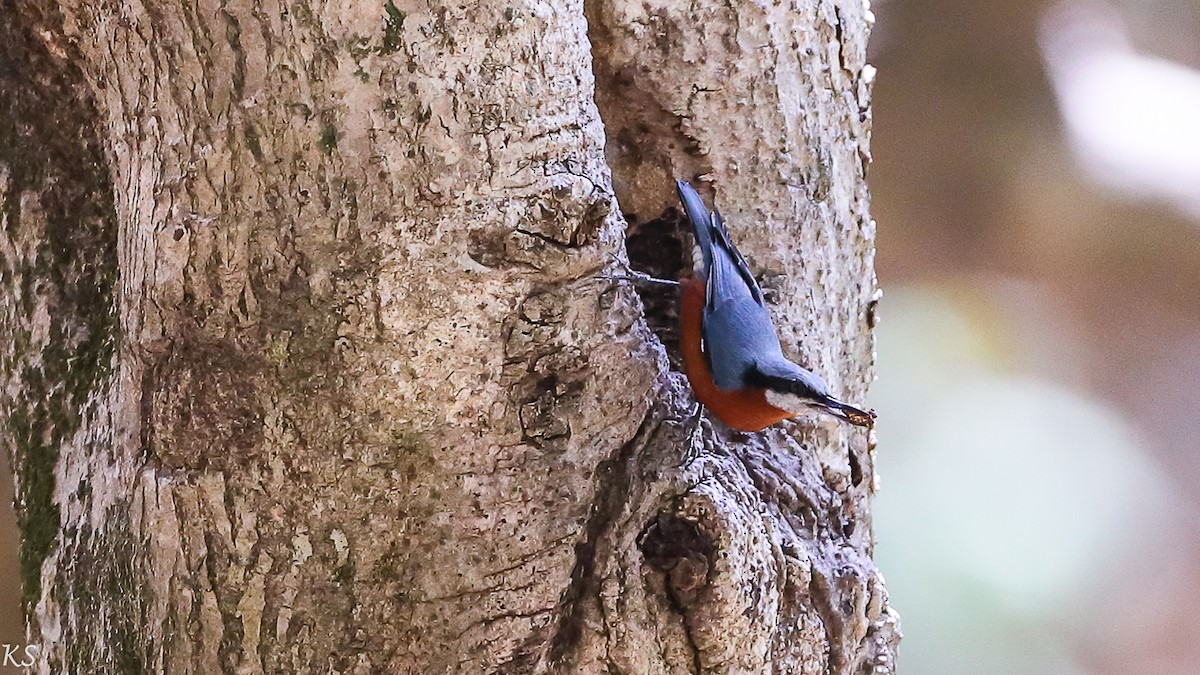 Chestnut-bellied Nuthatch - Kehar Singh