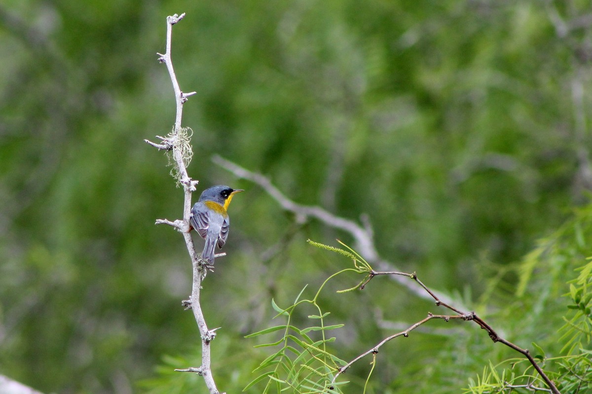 Tropical Parula - Corey Lange