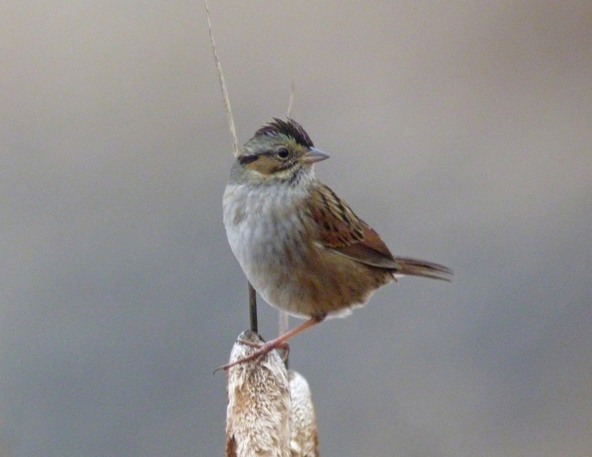 Swamp Sparrow - ML127776561