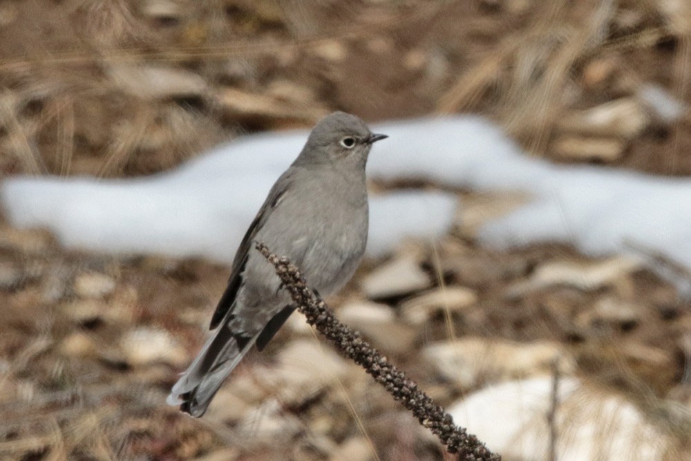 Townsend's Solitaire - Margaret Sloan