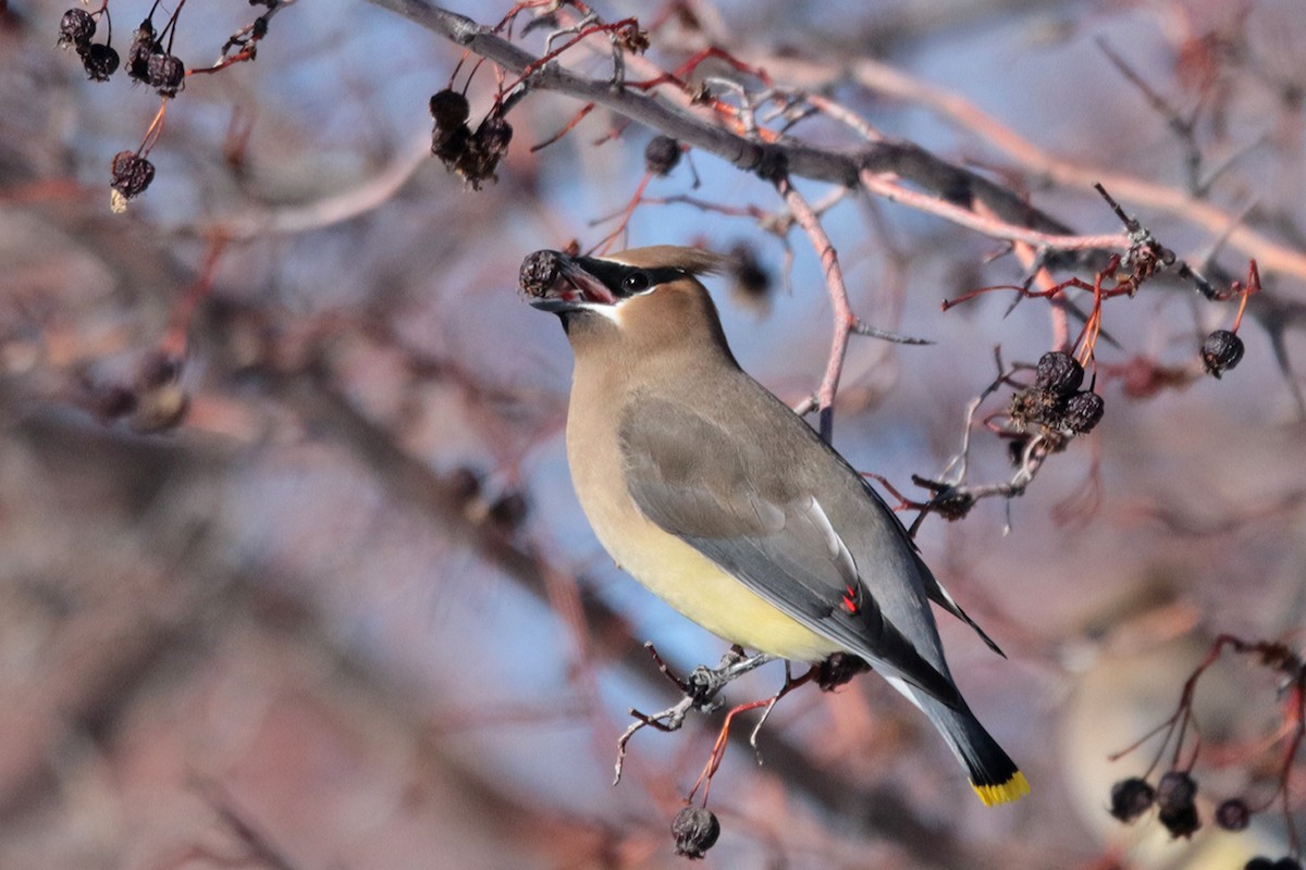 Cedar Waxwing - Margaret Sloan