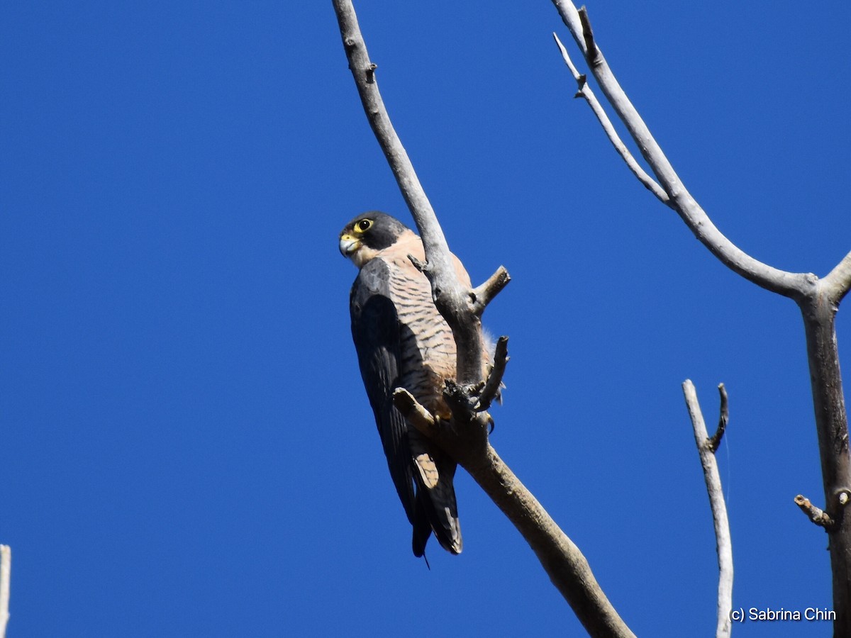 Peregrine Falcon - ML127777931