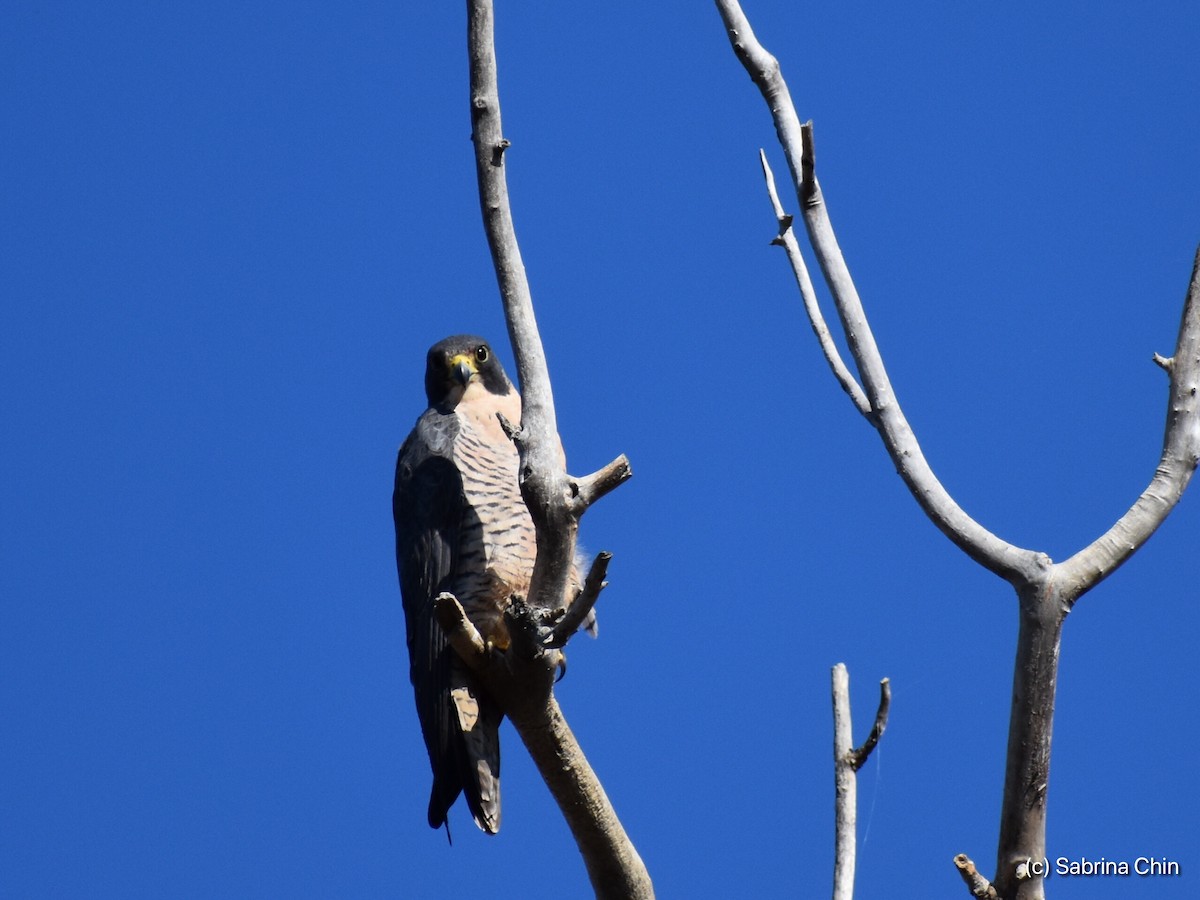 Peregrine Falcon - ML127777941