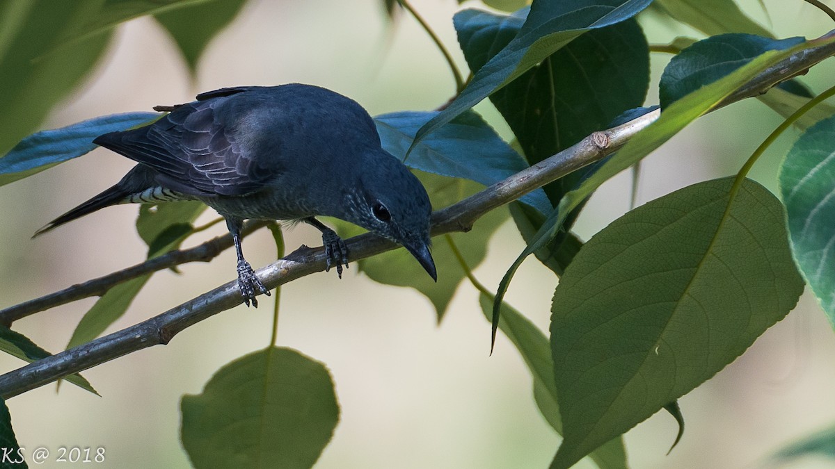 Large Cuckooshrike - ML127780051