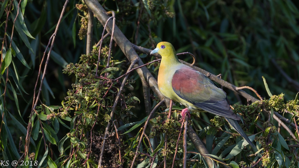 Wedge-tailed Green-Pigeon - ML127780321
