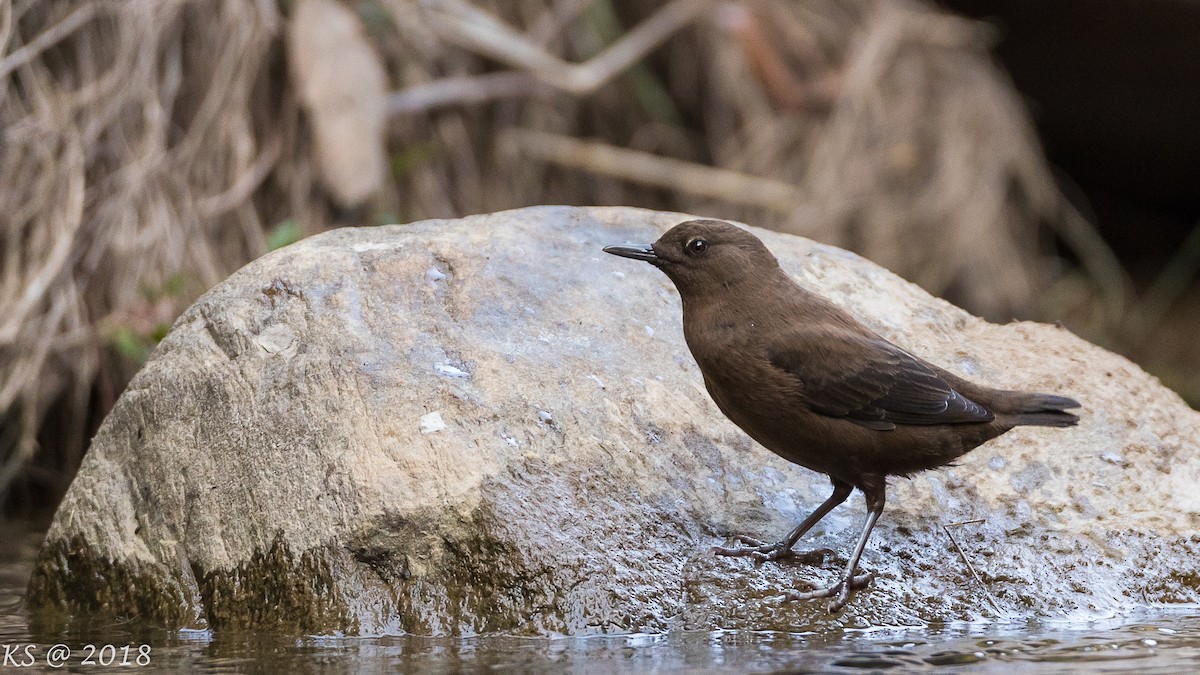 Brown Dipper - ML127780611