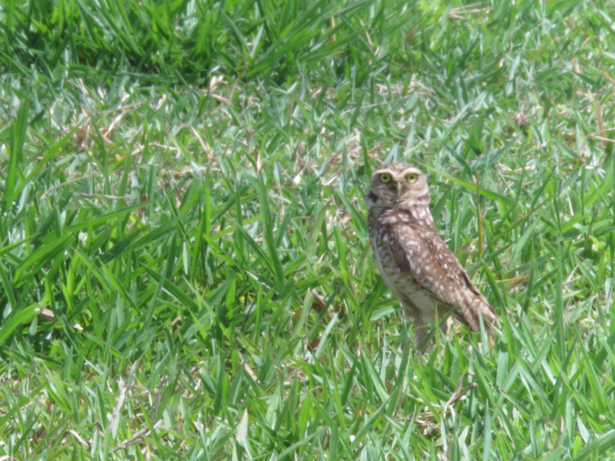 Burrowing Owl - ML127785321
