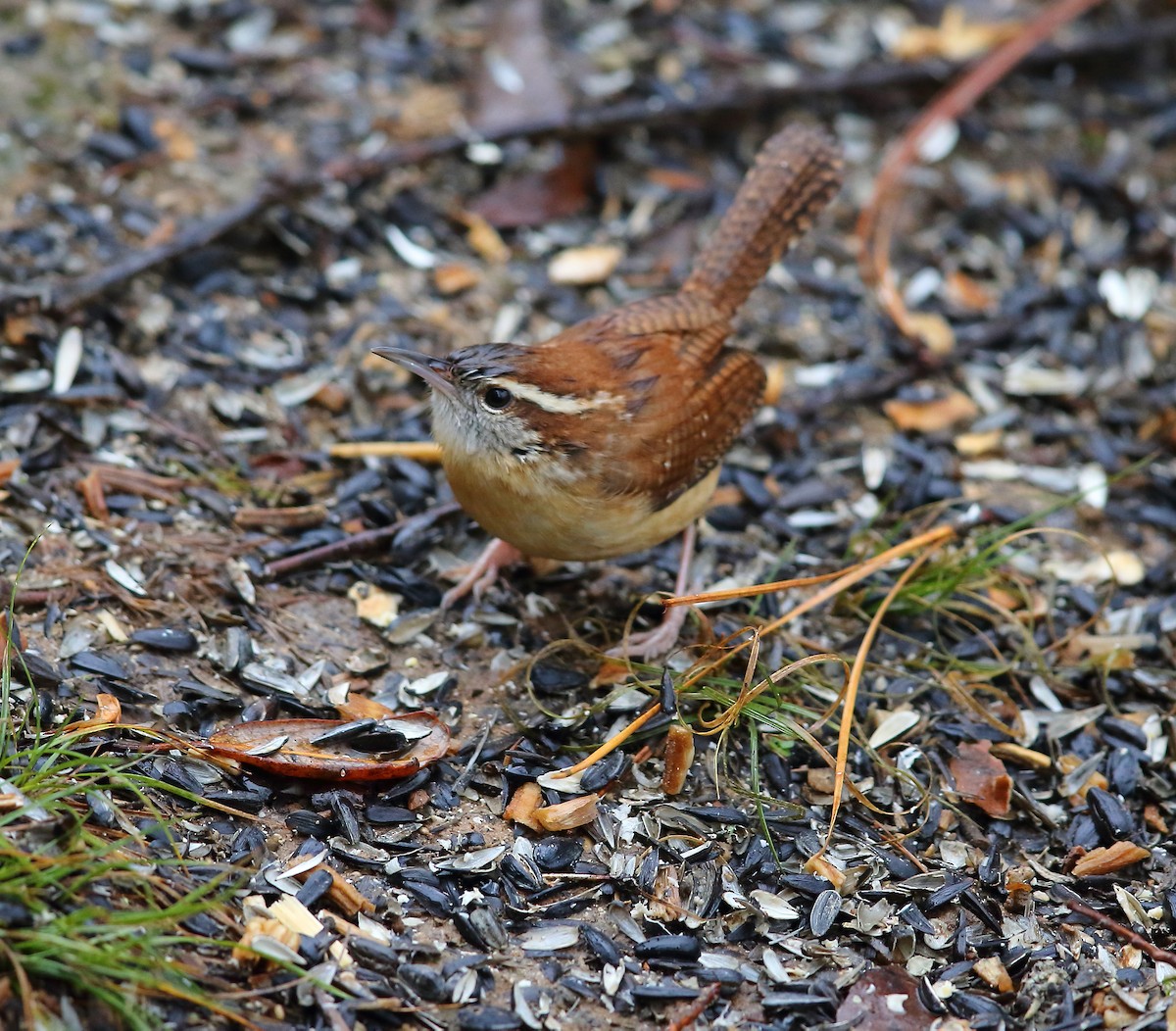 Carolina Wren - ML127786301