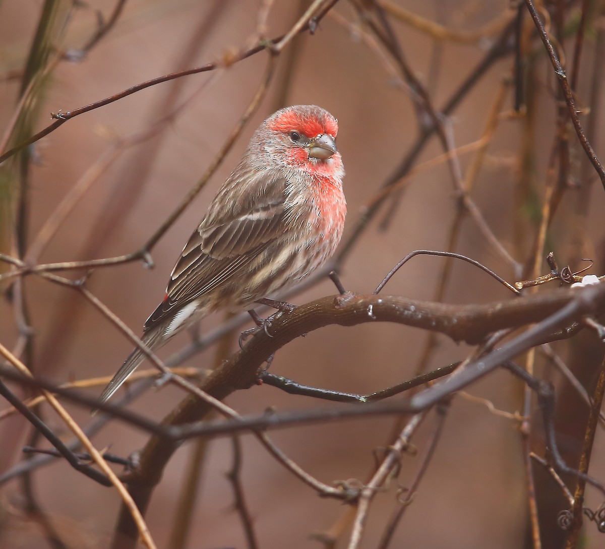 House Finch - ML127786321