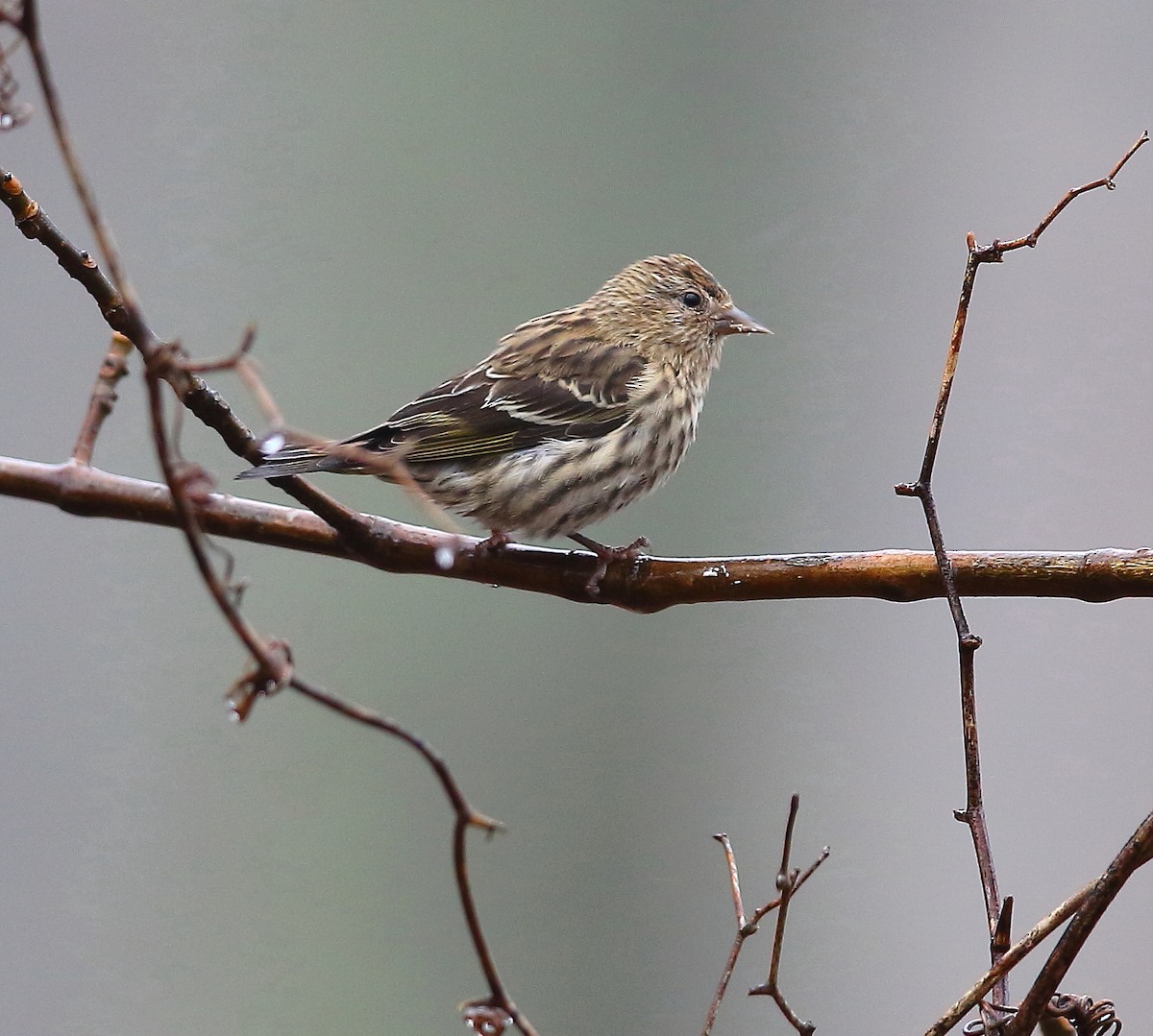 Pine Siskin - ML127786861