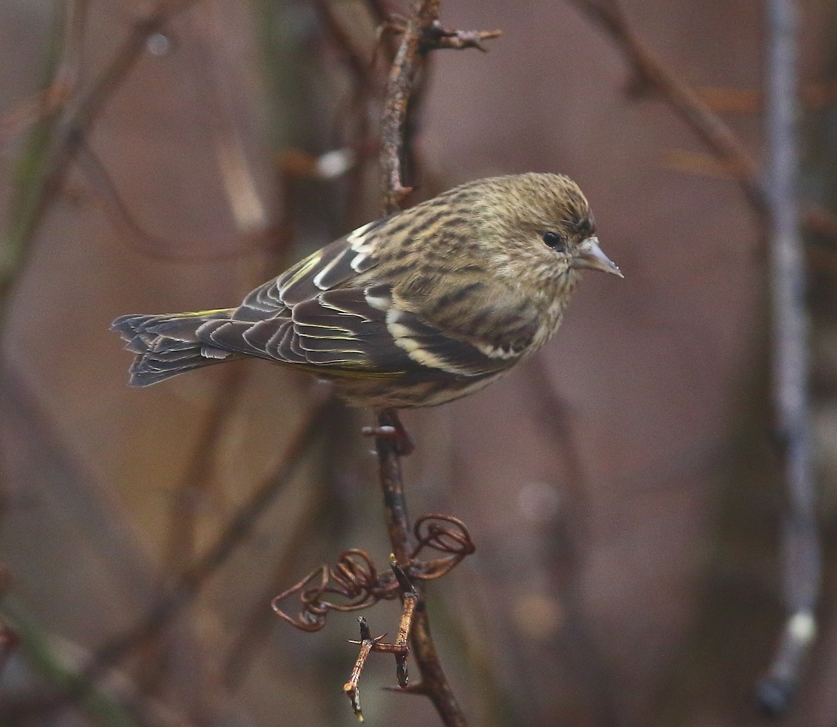 Pine Siskin - ML127786911