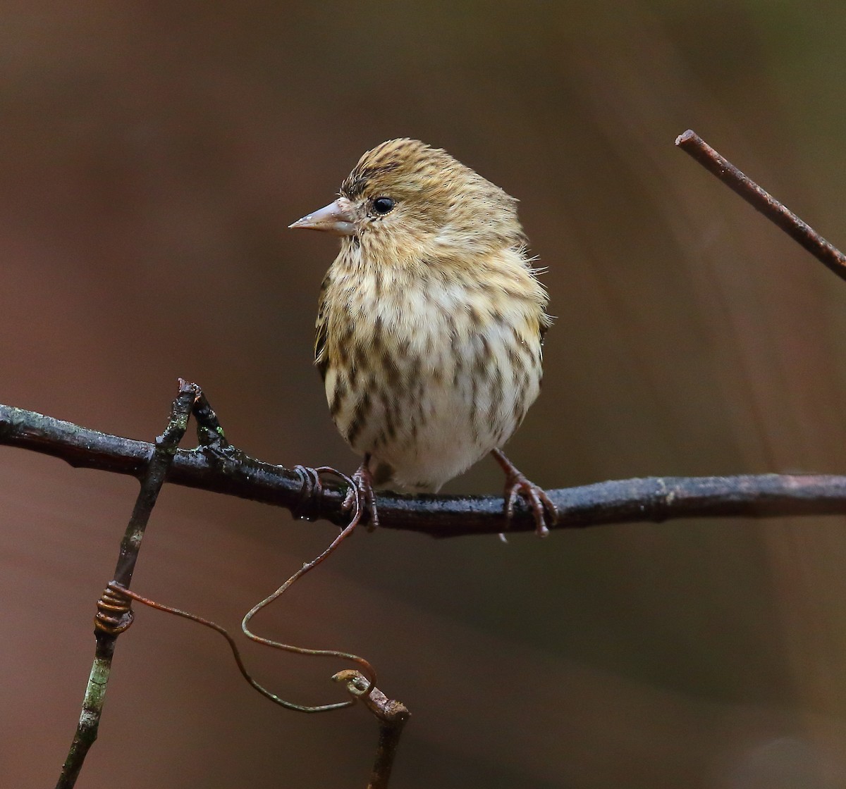 Pine Siskin - Bala Chennupati