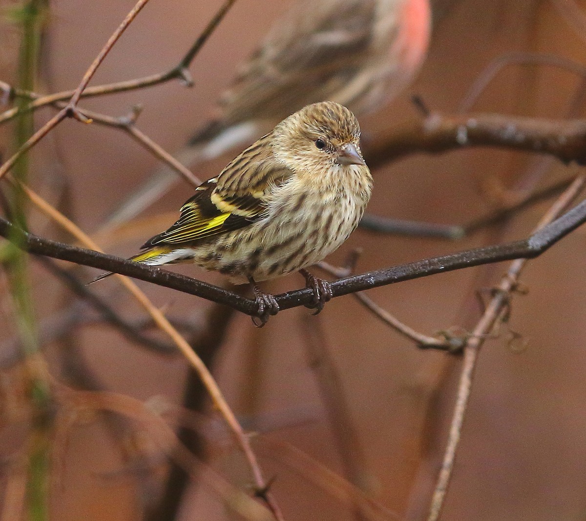 Pine Siskin - ML127786931