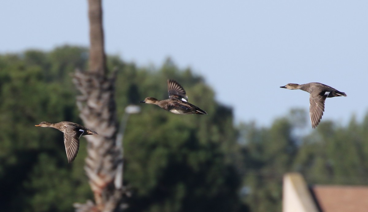 Gadwall - Mike "mlovest" Miller