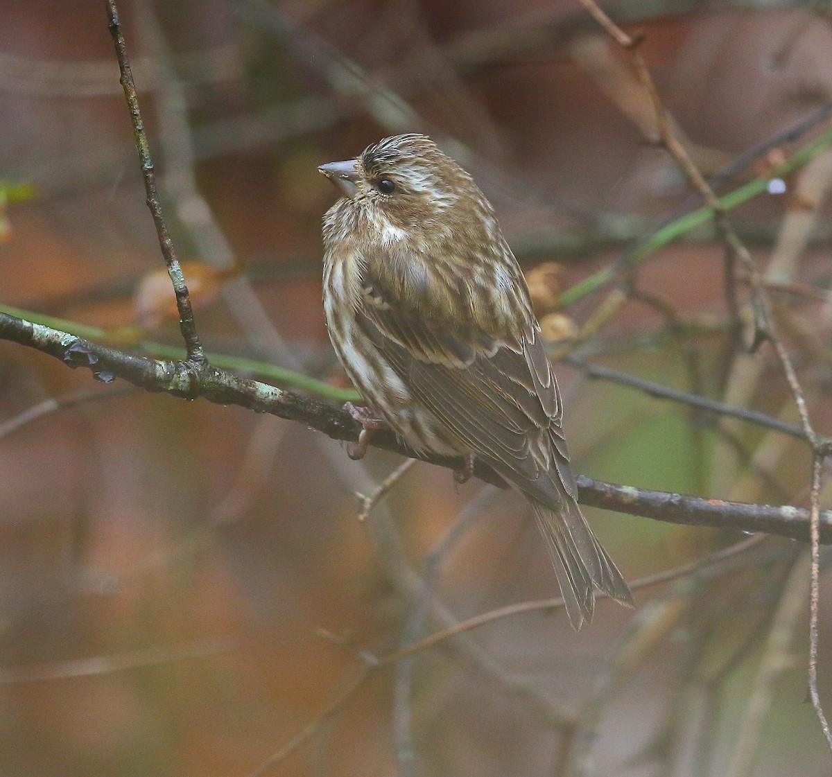 Purple Finch - ML127787211