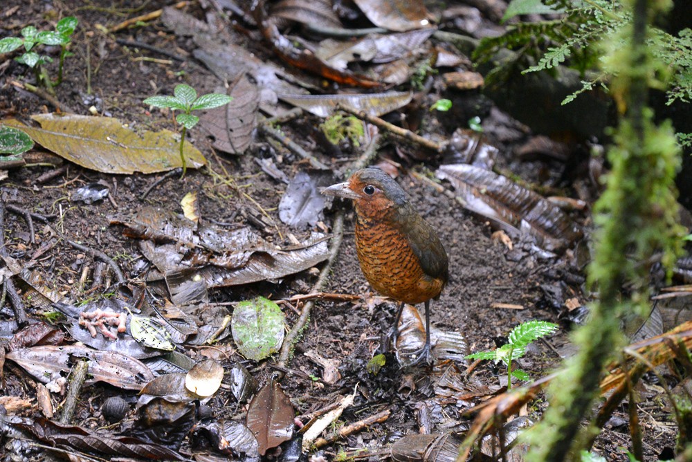 Giant Antpitta - Cameryn Brock