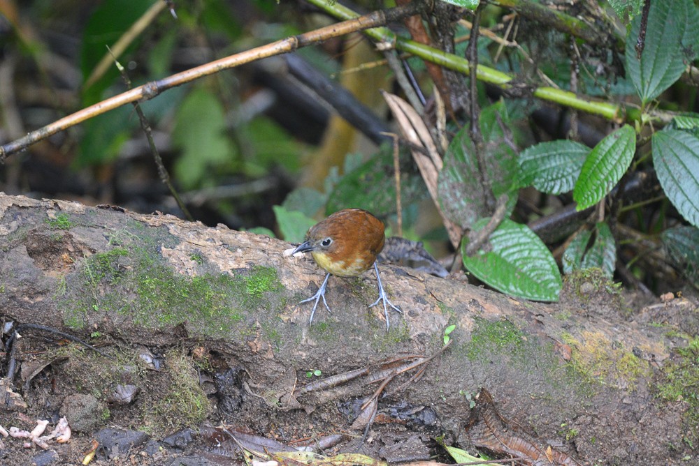 Yellow-breasted Antpitta - Cameryn Brock