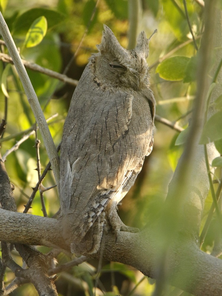 Pallid Scops-Owl - Subhadra Devi