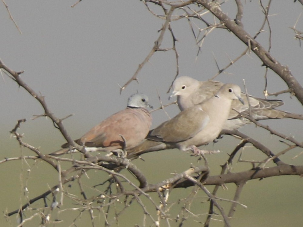 Red Collared-Dove - Subhadra Devi