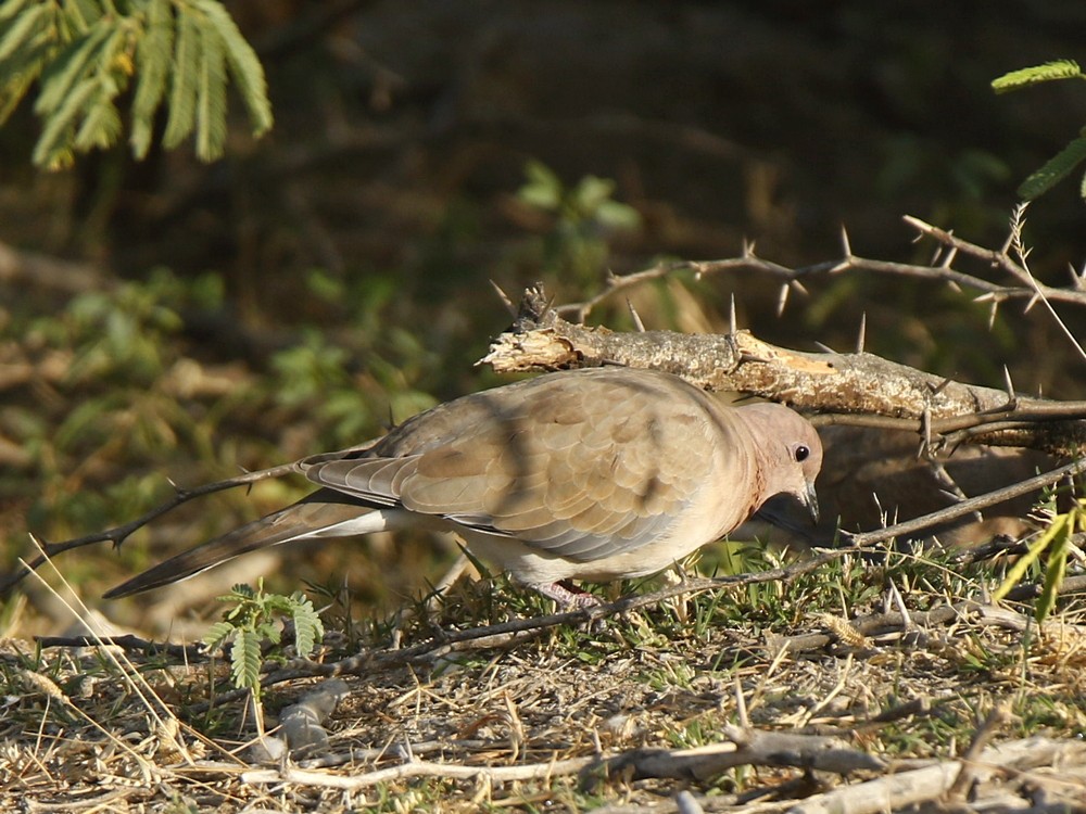 Tórtola Senegalesa - ML127789071