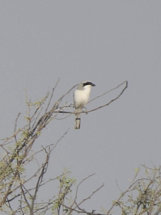 Great Gray Shrike - Subhadra Devi