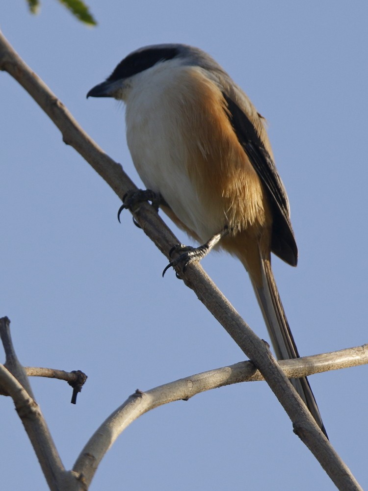 Long-tailed Shrike - Subhadra Devi
